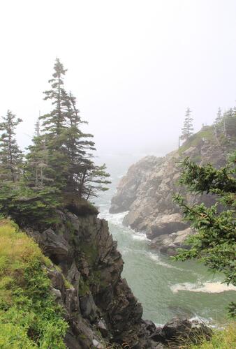 Cutler Coast in Fog